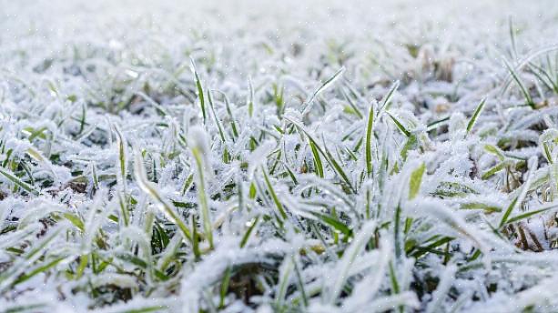Ces conseils peuvent certainement vous aider à préparer votre pelouse à survivre à l'hiver afin