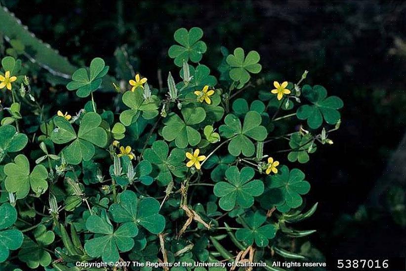 L'oseille des bois jaune ne fait pas exception