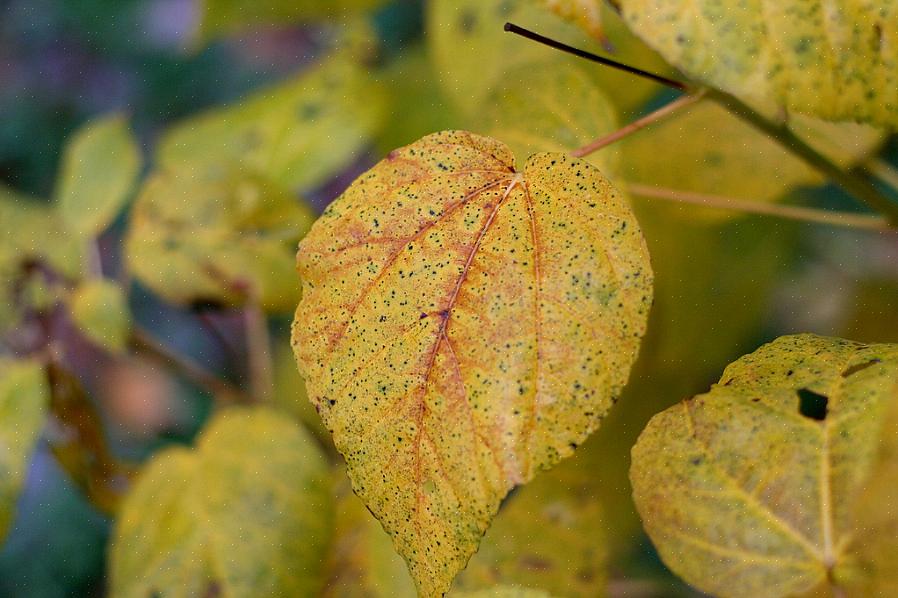 Les racines des plantes qui ne tolèrent pas les sols gorgés d'eau ne pourront pas «respirer»