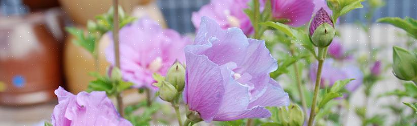 Les boutons floraux de la rose de Sharon peuvent être endommagés par la sécheresse