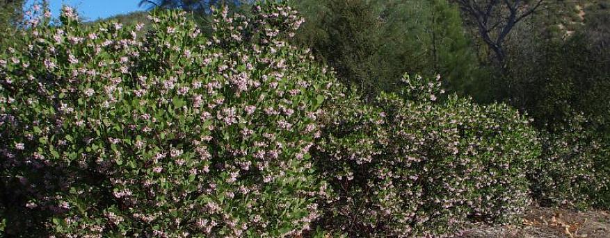 Les fleurs couleur lavande de cet arbuste résistant à la sécheresse fleurissent longtemps