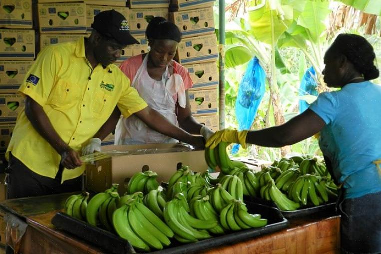 Les plantains prospèrent dans un sol compacté