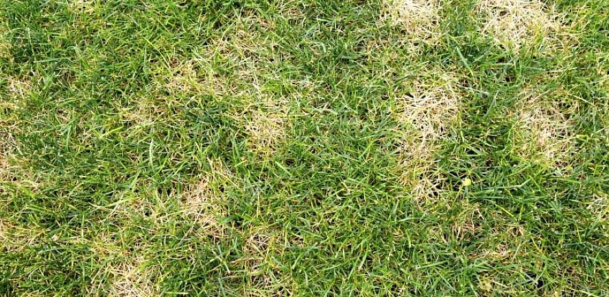 De nombreuses conditions peuvent causer des plaques d'herbe brune