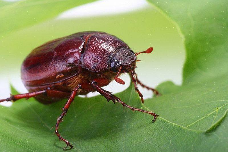 Le "scarabée de juin" ou "le coléoptère de mai" peuvent être utilisés