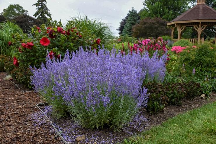 Les plantes de sauge russes commencent à fleurir lentement