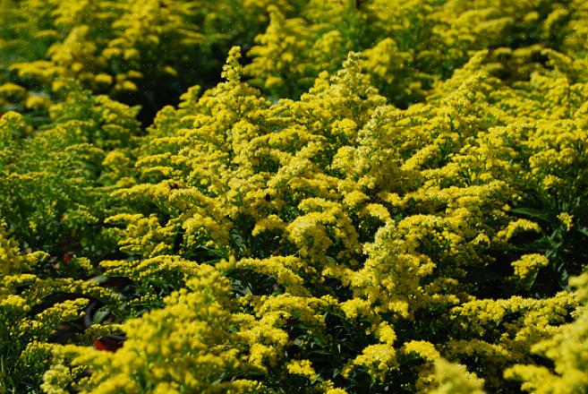 / ou un grimpeur de cette liste de plantes à fleurs pour les jardins du Michigan