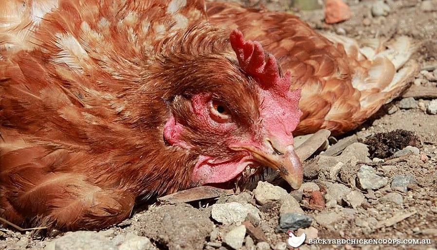 Car les poulets sont attirés par la couleur rouge