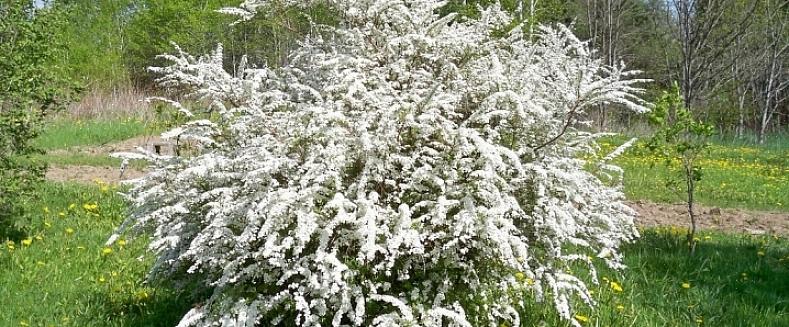 La spirée de la couronne de mariée est un arbuste à feuilles caduques de taille moyenne qui présente