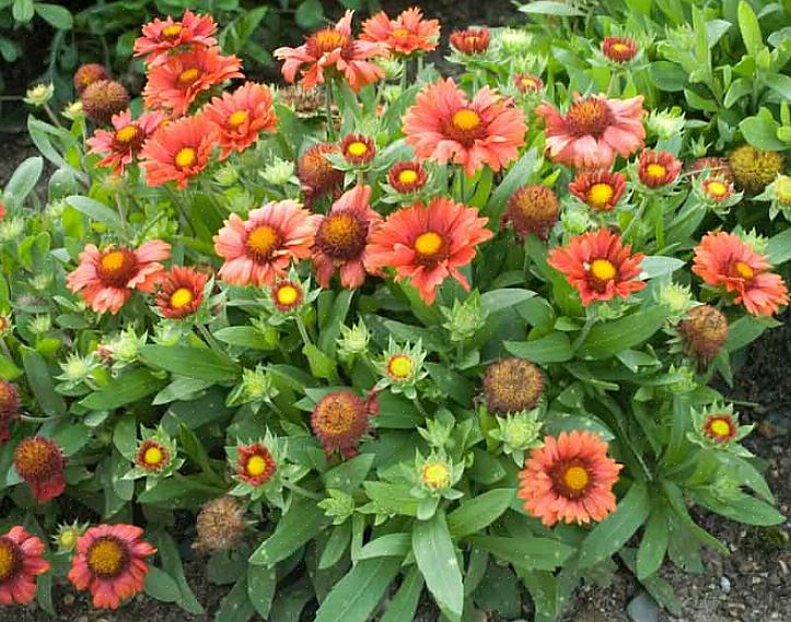 La plupart des fleurs de couverture modernes que nous cultivons dans nos jardins sont l'hybride Gaillardia