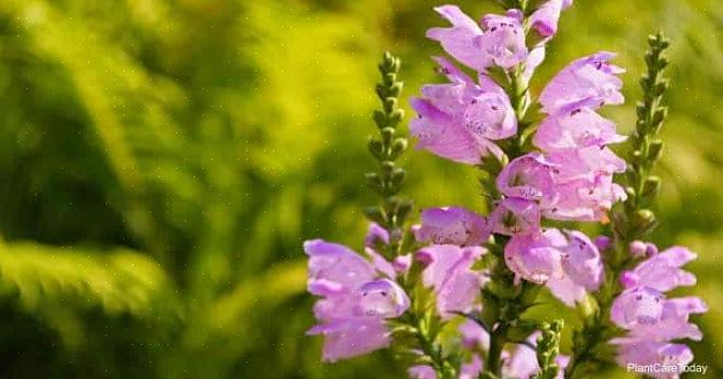 La plante obéissante (Physostegia virginiana) tire son nom commun parce que vous pouvez plier les fleurs