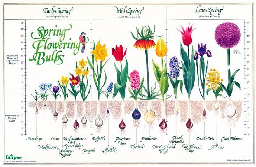Les bulbes à floraison printanière offrent un affichage coloré fiable au moment où vous en avez le plus