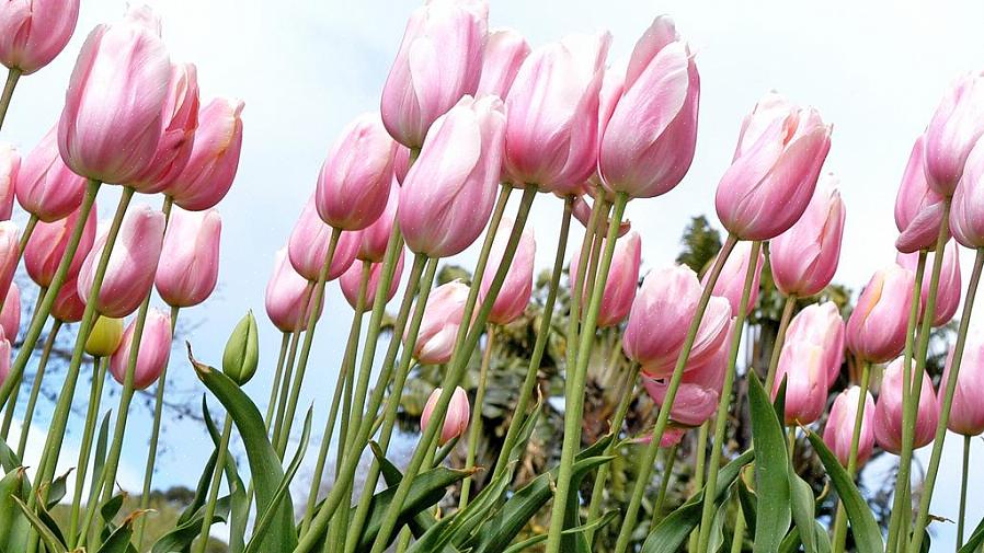 Lorsque vous plantez pour la première fois des bulbes à floraison printanière