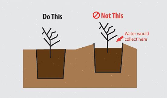 Les plantes qui sont au moins deux zones plus résistantes que votre zone de croissance devraient