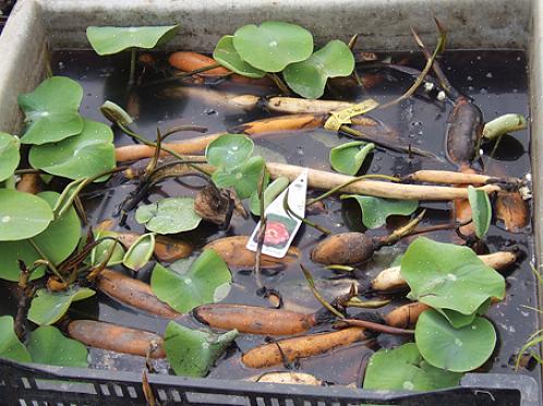 Des plantes rustiques en eau peu profonde devront être amenés à l'intérieur