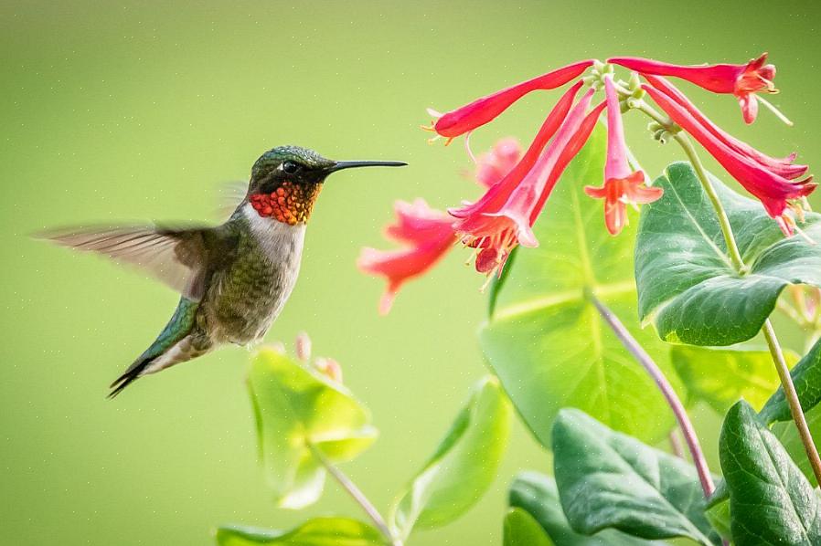 Choisir des plantes pour attirer intentionnellement les colibris vous oblige à comprendre