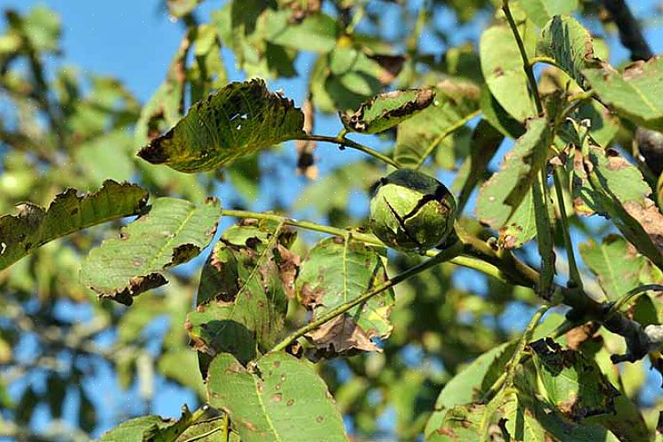 Lorsque des plantes sensibles sont cultivées près des racines des noyers noirs