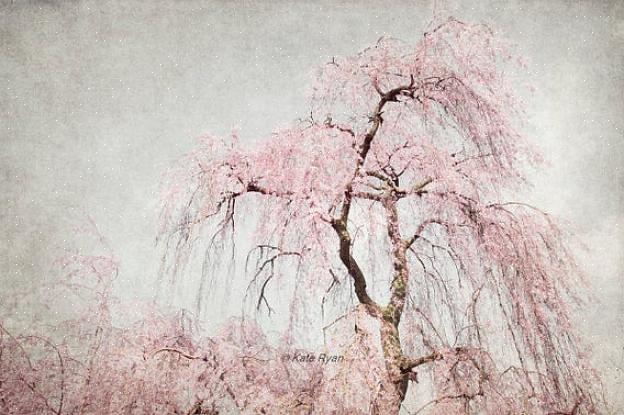 Les cerisiers ornementaux populaires sont principalement cultivés pour leurs fleurs