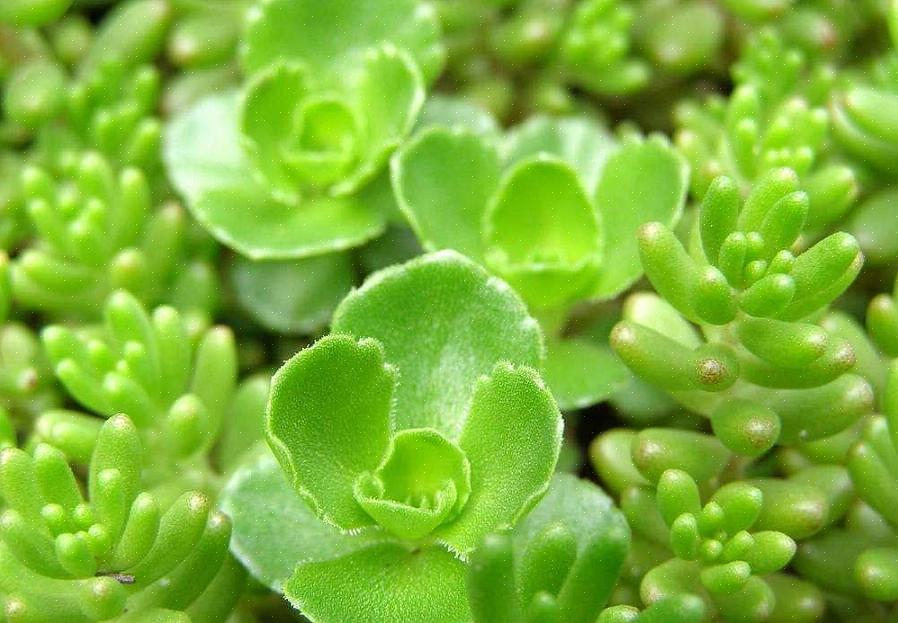 Showy Stonecrop