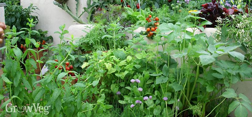 Décidez si vous souhaitez planter un jardin traditionnel avec seulement quelques caractéristiques