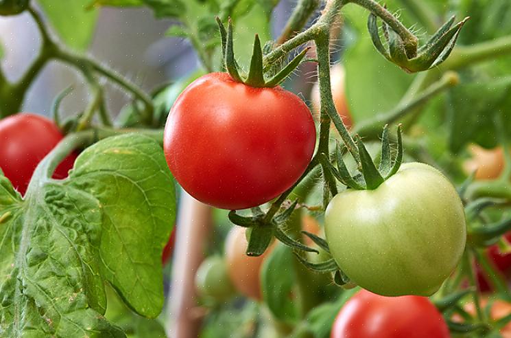 «Subarctic» produit une récolte de 4 grammes de fruits rouges