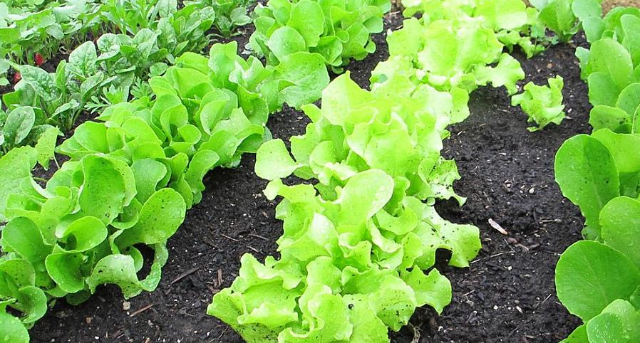 Vous offrant une récolte presque constante pendant plusieurs semaines pendant l'été