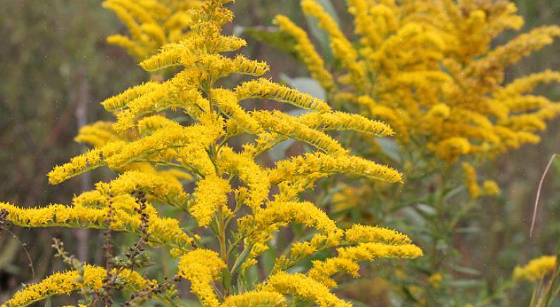 La plante qui est probablement à l'origine des éternuements