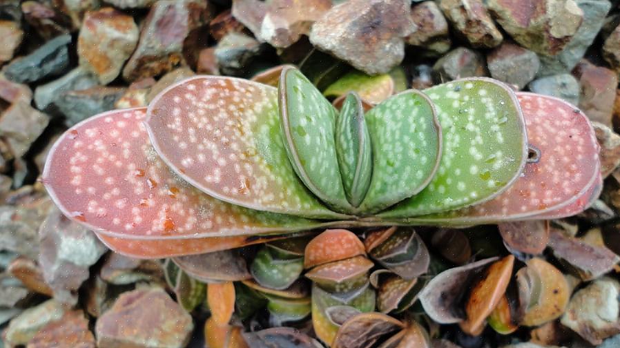 Les plantes Gasteria sont sensibles aux infections fongiques