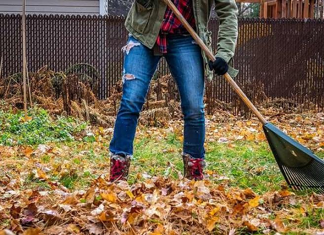 Les feuilles sèches empilées seules finiront par se décomposer en moisissure foliaire