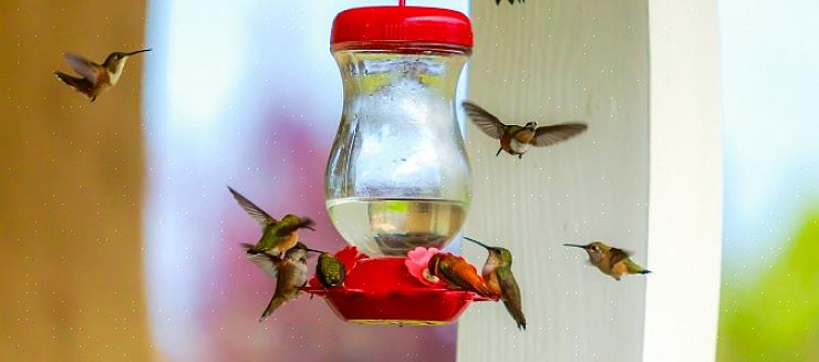 Certains ornithologues amateurs peuvent garder des mangeoires de rechange disponibles afin qu'il n'y