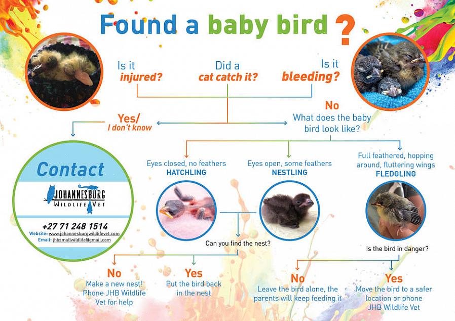 Attendez que les oiseaux parents ou un rééducateur de la faune nourrissent le bébé oiseau