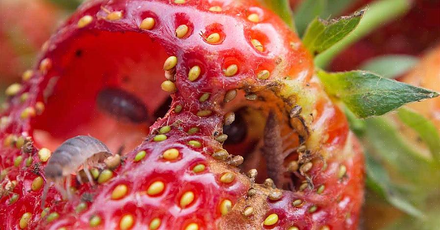 Les ravageurs les plus courants de la fraise sont les limaces