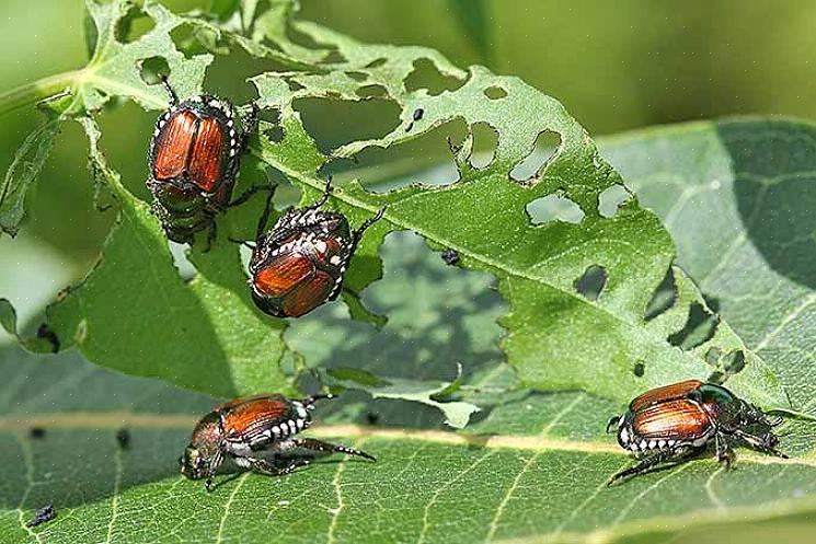 La présence de scarabées japonais peut aussi s'accompagner de la présence de taupes ruinant votre pelouse