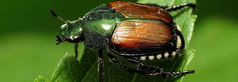 Mais les types couramment utilisés pour lutter contre le scarabée japonais (Steinernema spp.) Sont