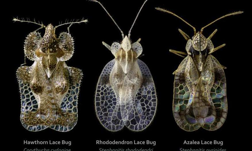 La punaise des lacets femelle insère les œufs dans les feuilles des plantes hôtes afin qu'une source