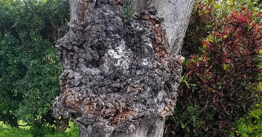 Car la galle du collet est une maladie pérenne et