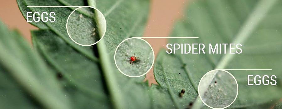 Les acariens des araignées sont parmi les ravageurs les plus couramment trouvés dans les jardins