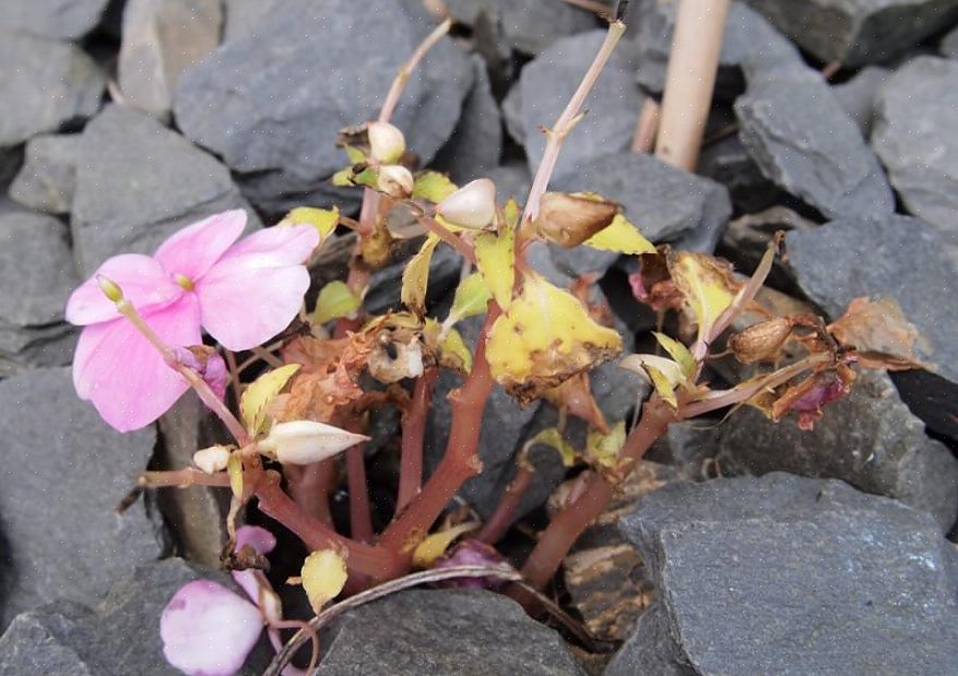 Balsam in a) Ce sont des plantes plus hautes que les Impatiens communs