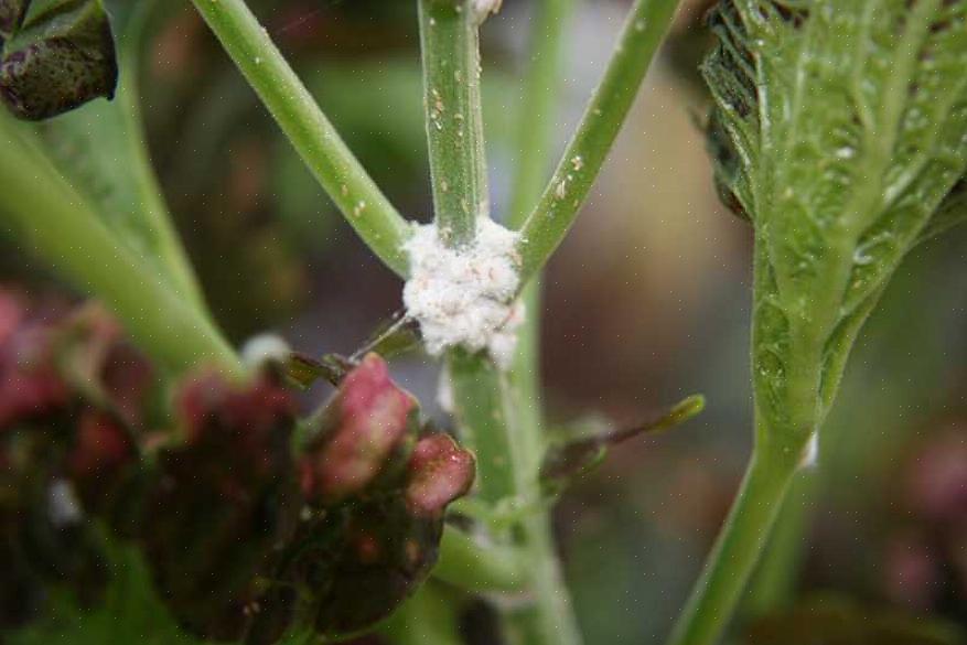 Leur habitude de regroupement font que les cochenilles sont faciles à trouver sur les plantes de jardin