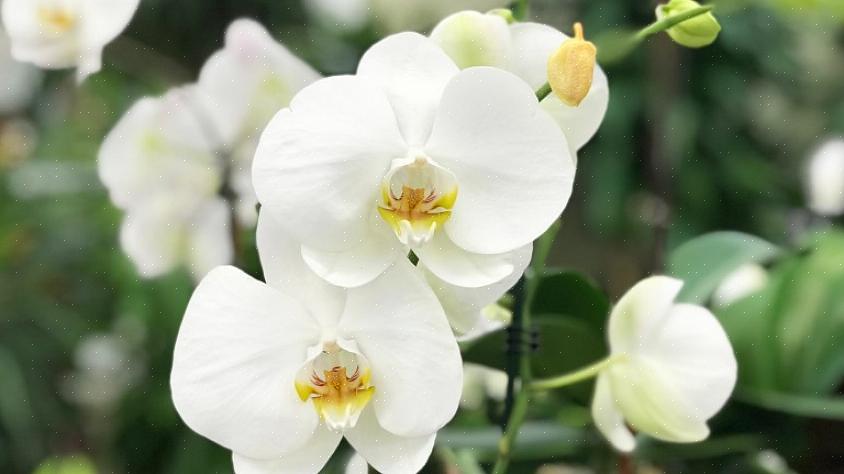 Si votre orchidée ne quitte jamais les confins sombres de la maison ou du bureau