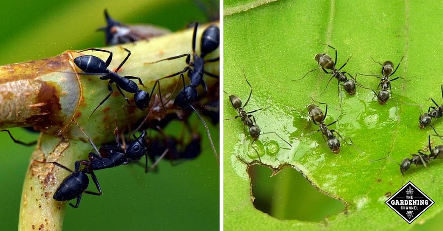 Les fourmis sont agressives