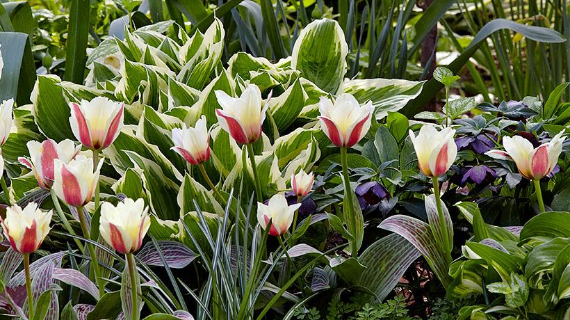 Les bulbes à fleurs ont besoin de leurs feuilles pour la photosynthèse