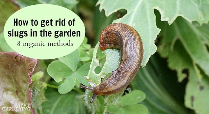 Les jardiniers peuvent être repoussés mais fascinés d'apprendre que l'on peut faire un insectifuge naturel