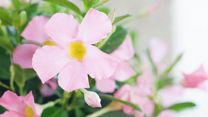 Dipladenia ou Mandevilla toléreront une certaine sécheresse