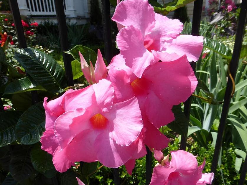 Dipladenia sont les mêmes plantes