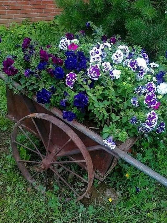 La forme de lierre a des fleurs plus petites mais fleurit aussi abondamment que la forme verticale