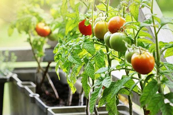 Les tomates ont besoin de beaucoup d'eau