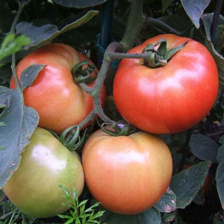 Beaucoup de gens pensent que vous ne pouvez pas faire pousser de bonnes tomates anciennes sous les tropiques