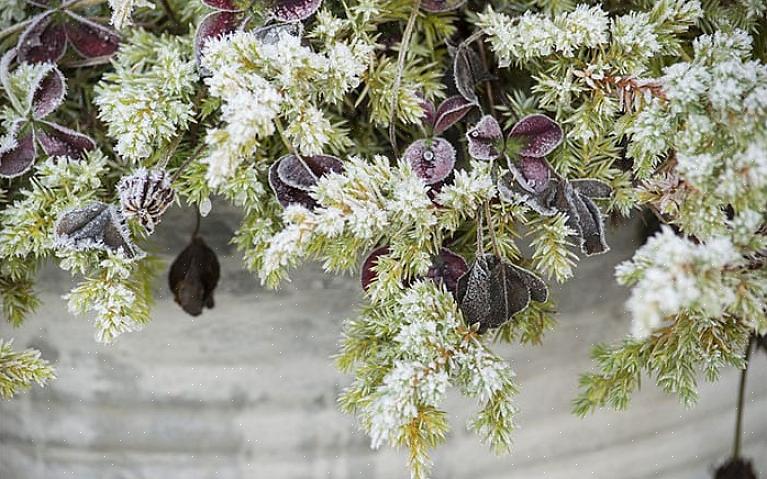 Si votre plante vivace en pot résiste au froid dans votre climat