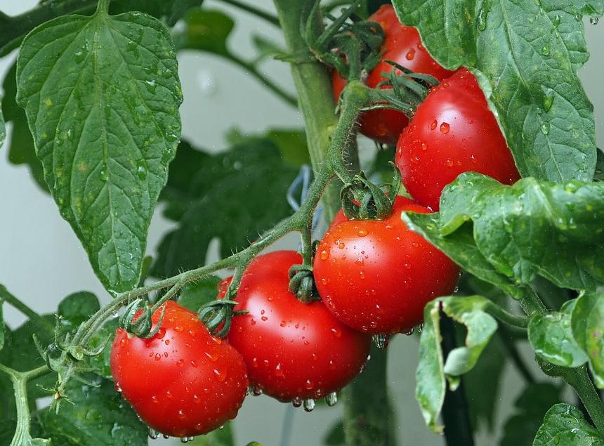 Une nourriture constantes sont deux des éléments les plus critiques pour des plants de tomates heureux