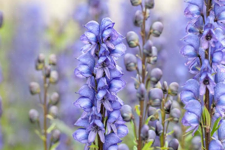 Monkshood est une grande plante qui fleurit à la fin de l'été